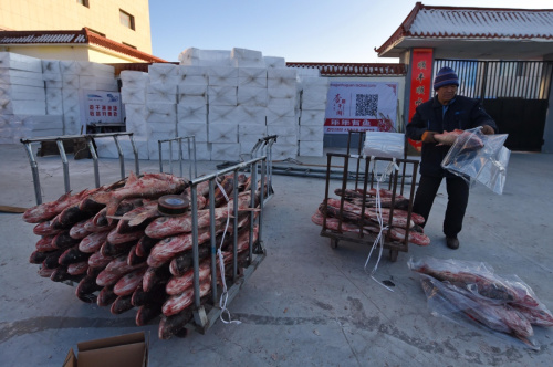 在吉林查干湖漁場(chǎng)，一名快遞員將剛打撈上來(lái)的魚(yú)分類包裝（1月8日攝）。吉林省松原市查干湖每年冬季都舉行富有特色的冬捕節(jié)，捕撈查干湖魚(yú)。隨著知名度提高，消費(fèi)者對(duì)查干湖魚(yú)的需求量也逐年增大。2014年起，多個(gè)電商平臺(tái)抓住商機(jī)進(jìn)駐查干湖，僅2015年12月28日查干湖第十四屆冰雪漁獵文化旅游節(jié)開(kāi)幕當(dāng)天，各電商平臺(tái)和快遞企業(yè)就取得兩萬(wàn)余個(gè)訂單，向全國(guó)各地寄送各類查干湖魚(yú)一百余噸。借助互聯(lián)網(wǎng)，新鮮的大魚(yú)正迅速?gòu)募炙稍楦珊坝巍毕蛉珖?guó)百姓的餐桌。新華社記者 張楠 攝