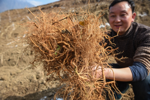 1月16日，農(nóng)戶在貴州水城縣阿戛鎮(zhèn)松綠村獼猴桃種植基地內(nèi)展示獼猴桃幼苗。新華社記者 歐東衢 攝