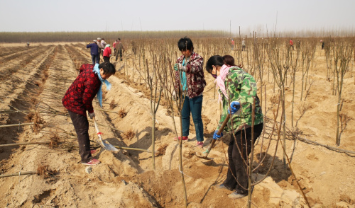 3月11日，山東省鄒平縣臺(tái)子鎮(zhèn)伯樂(lè)莊園農(nóng)民在種植海棠樹(shù)。植樹(shù)節(jié)前夕，山東省鄒平縣舉行全民植樹(shù)活動(dòng)，各界群眾在河堤、村莊、山坡荒地等各自綠化區(qū)域進(jìn)行植樹(shù)綠化活動(dòng)，為家園增添一分綠色。新華社發(fā)（董乃德 攝）