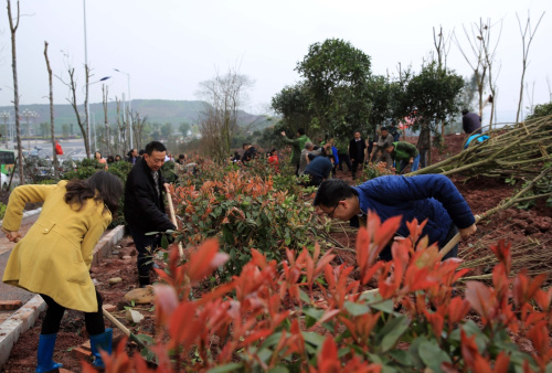 3月11日，干部群眾在四川省瀘州市江陽(yáng)區(qū)張壩景區(qū)一塊荒坡地上植樹(shù)。植樹(shù)節(jié)來(lái)臨，四川省瀘州市江陽(yáng)區(qū)開(kāi)展義務(wù)植樹(shù)活動(dòng)，全區(qū)4600余名干部群眾、志愿者義務(wù)種植近10萬(wàn)株桂花、桂圓等樹(shù)木。新華社發(fā)（劉學(xué)懿 攝）