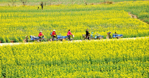 3月12日，農(nóng)民穿行在浙江臺(tái)州市仙居縣下各鎮(zhèn)盛開的油菜花田中。新華社發(fā)（王華斌 攝）