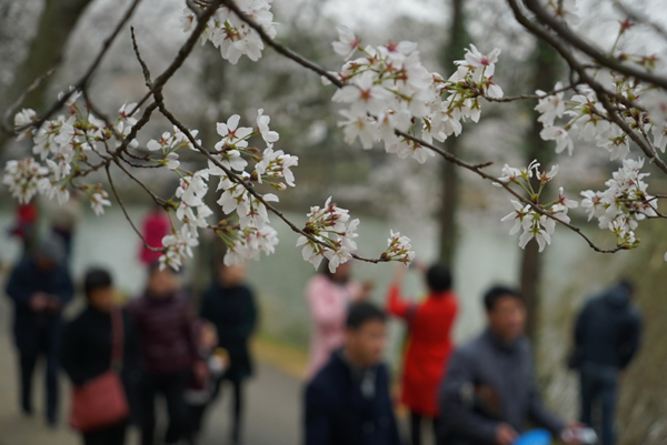 3月12日，游客們從櫻花樹下走過。時值櫻花花期，江西南昌市江西省林業(yè)科學院種植的大片櫻花林花朵競相開放。如雪般的櫻花與游人、湖水相映成畫，烘托出春天的氣息。新華社記者 周密 攝