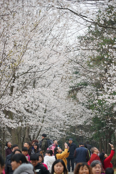 3月12日，游客在觀賞櫻花。新華社記者 周密 攝