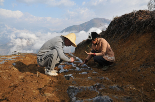 王瑪基村村民在地里勞作（3月8日攝）。初春時(shí)節(jié)，萬物復(fù)蘇。一場春雨過后，王瑪基村散發(fā)出泥土的芬芳，預(yù)示著春天的希望。核桃1萬畝，紅豆杉700畝，旱冬瓜1320畝，山羊存欄3000只，中蜂1000箱……以前主要種植玉米，老百姓收入來源單一的王瑪基村，如今已經(jīng)變成一個(gè)綠色、生態(tài)、農(nóng)業(yè)多樣性的示范村。新華社記者 姚兵 攝