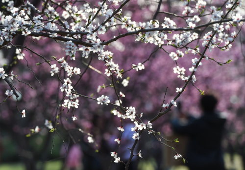 3月26日，游客在明城墻遺址公園賞梅。新華社記者 羅曉光 攝