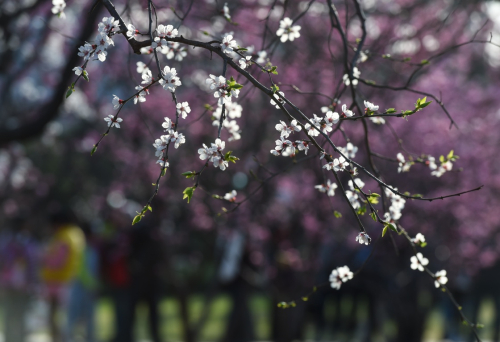 3月26日，明城墻遺址公園里梅花怒放。目前，第九屆北京明城墻梅花文化節(jié)正在明城墻遺址公園內(nèi)舉行，50余個品種、千余株梅花競相開放，吸引眾多游客和攝影愛好者前來觀賞拍攝。新華社記者 羅曉光 攝