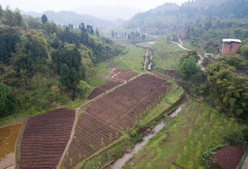 這是航拍的三峽庫(kù)區(qū)大型中山杉育苗基地（3月24日攝）。