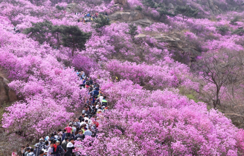 4月5日，游客在山東青島大珠山上觀賞盛開的野生杜鵑花。近日，山東青島大珠山萬畝野生杜鵑進(jìn)入盛花期，漫山遍野的杜鵑花吸引大批游客前往踏青賞花，盡享春光。新華社發(fā)（梁孝鵬 攝）