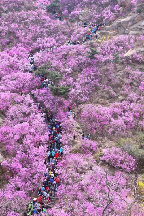 4月5日，游客在山東青島大珠山上觀賞盛開的野生杜鵑花。新華社發(fā)（梁孝鵬 攝）