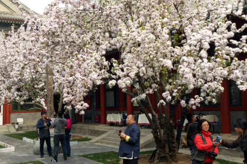 4月6日，人們?cè)谒螒c齡故居觀賞盛開的海棠花。新華社記者 李明放 攝