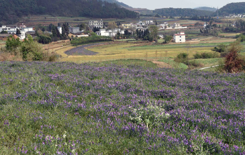 尋甸縣七星鎮(zhèn)鄉(xiāng)村景色（4月5日攝）。