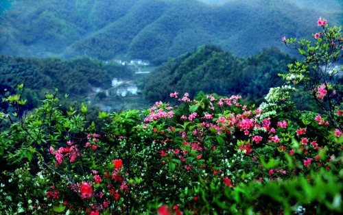 4月10日拍攝的霍山縣屋脊山景色。新華社記者 陶明 攝