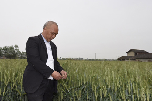 4月13日，和興鎮(zhèn)國(guó)防村的種糧大戶陳敦許在查看即將收獲的小麥生長(zhǎng)情況。