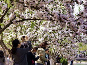 300京城海棠花盛開2.jpg