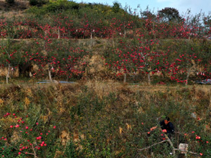 紅蘋果2-300.jpg